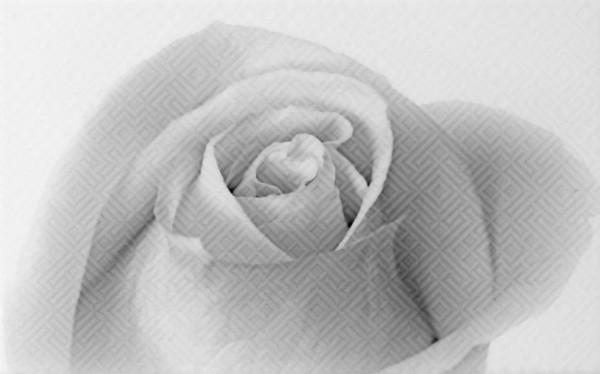 Фото Декор камелия чёрно-белый 01 25х40 (13шт) декор