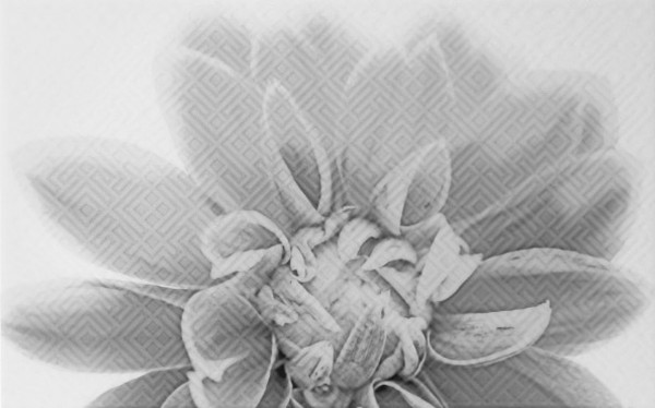 Фото Декор камелия чёрно-белый 03 25х40 (13шт) декор