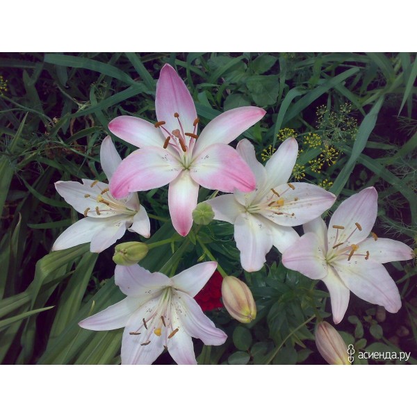 Фото Лилия азиатская леви, луковицы 1шт