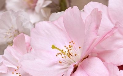 Фото Декор 40*25 массив букет розовый 662